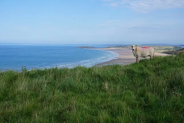 Gower & Swansea Bay — Sheep hangout, Rhossili