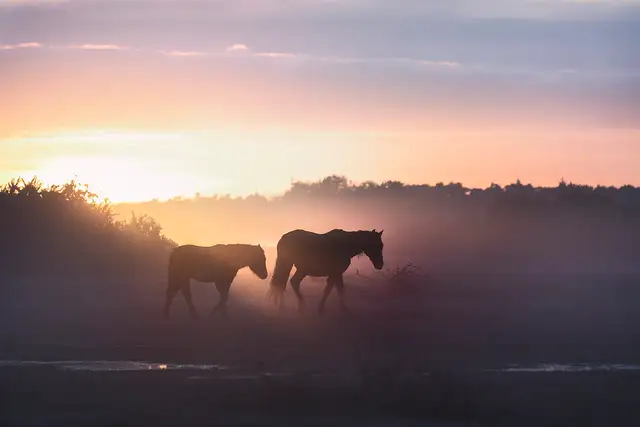 New Forest — NewForestPonies sunrise
