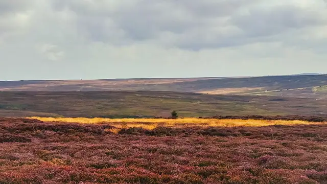 North York Moors — The sea of purple in North York Moors 02